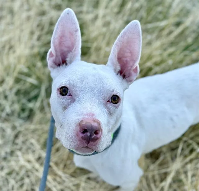 A young small-sized female Pit Bull Terrier dog named Pip for adoption in Tucson, AZ