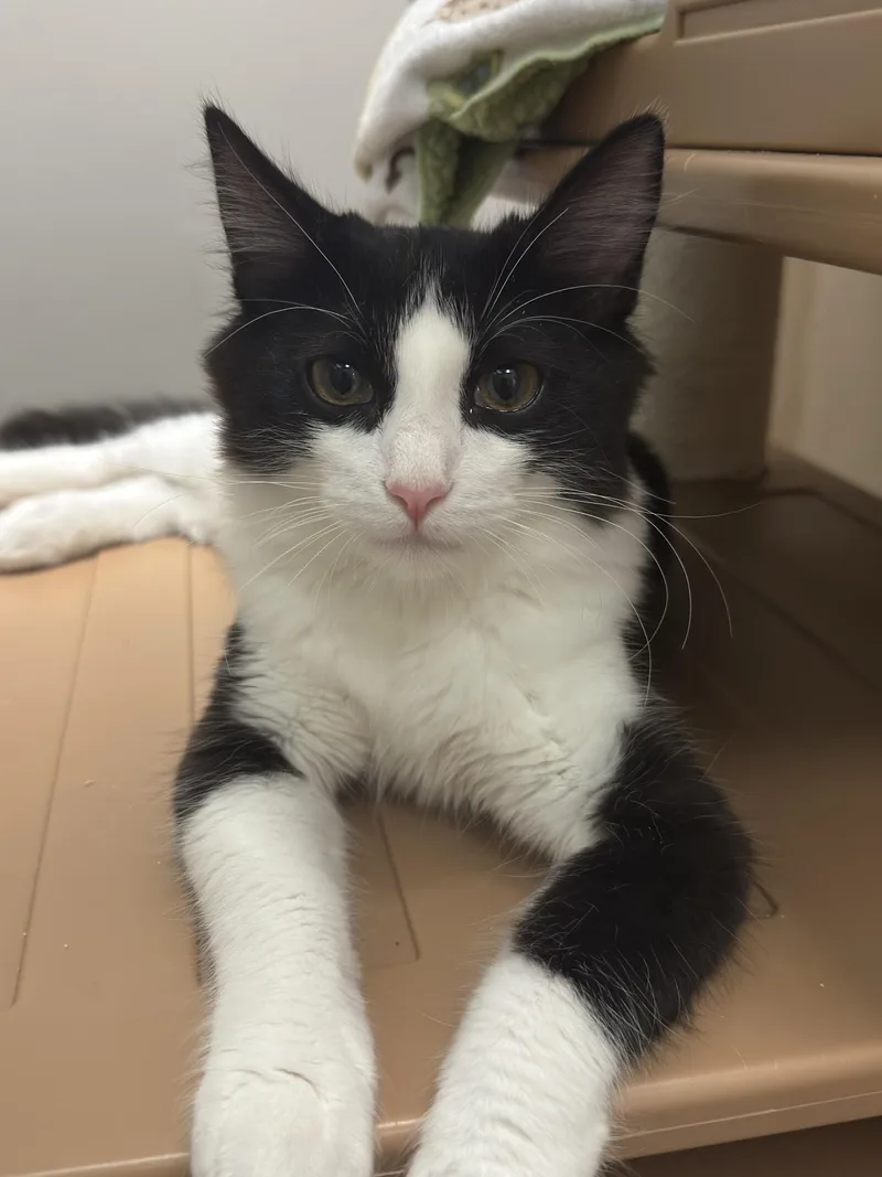 A baby medium-sized male Black & White / Tuxedo Domestic Medium Hair cat named Viscount Anthony for adoption in Petaluma, CA