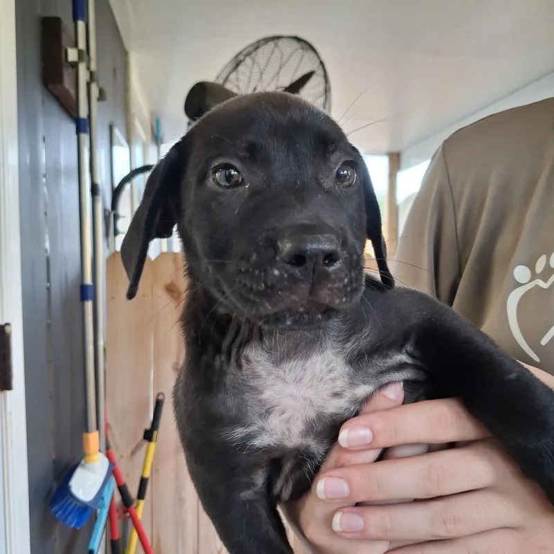 A baby medium-sized female Mixed Breed dog named Bingo for adoption in Freeport, FL