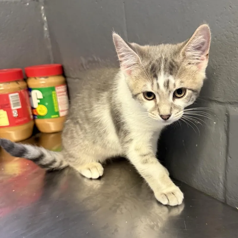 A baby small-sized male Gray / Blue / Silver Domestic Short Hair cat named Sparrow for adoption in Tuscaloosa, AL