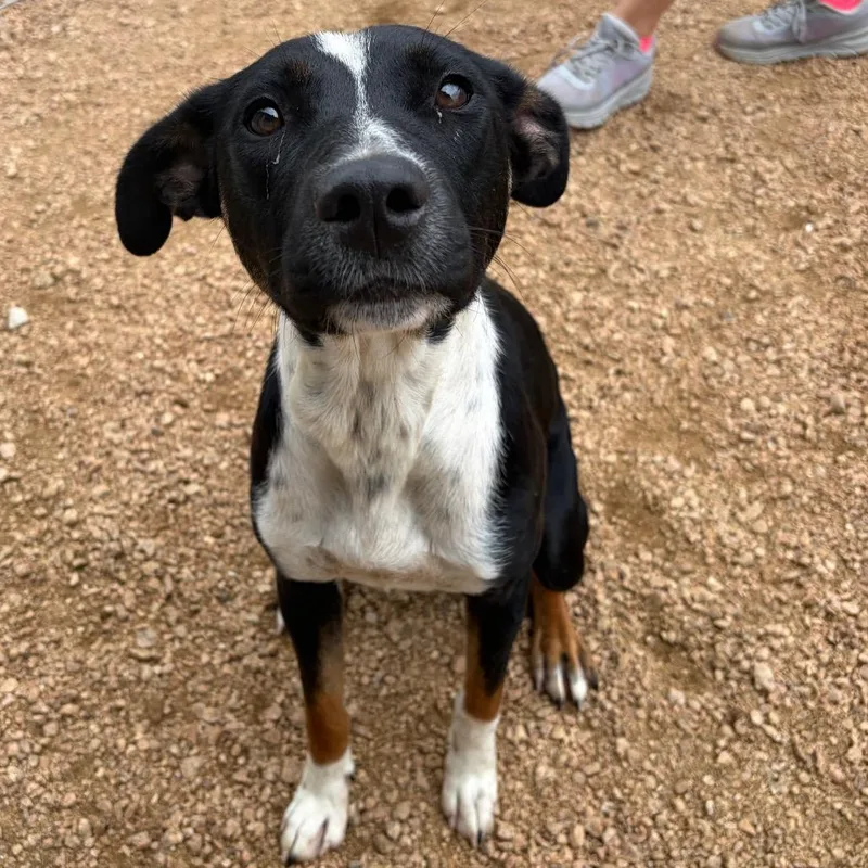 A young medium-sized female Black Mixed Breed dog named Winnie KCAC . for adoption in Kerrville, TX