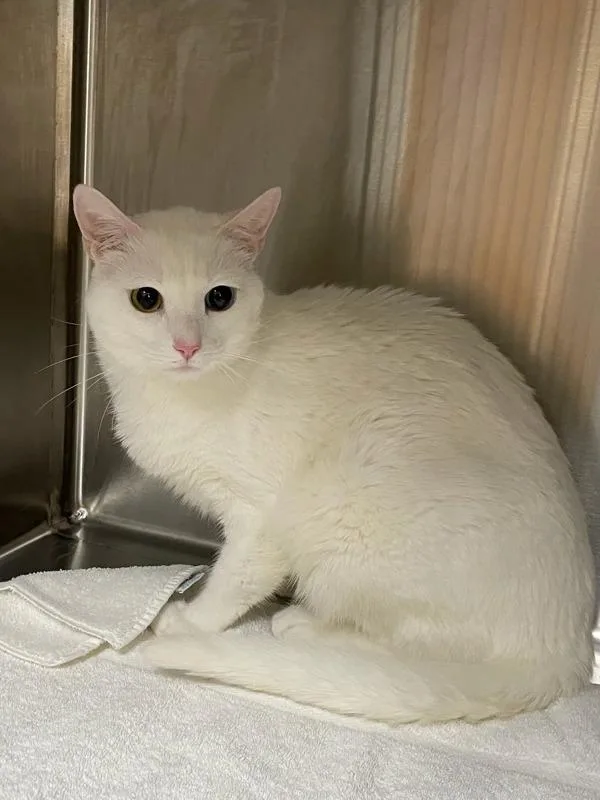 An adult small-sized female Domestic Short Hair cat named Margaret for adoption in Novato, CA