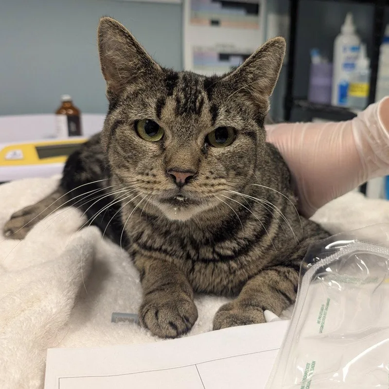 An adult medium-sized female Domestic Short Hair cat named Cassiopeia for adoption in New Castle, DE