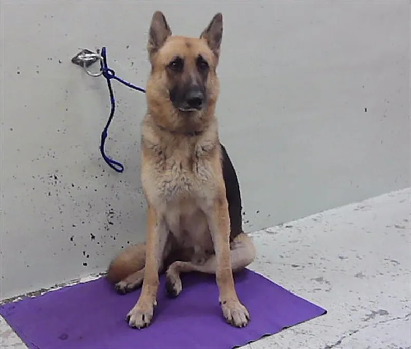 An adult large-sized male German Shepherd Dog dog named Pony Boy for adoption in Houston, TX