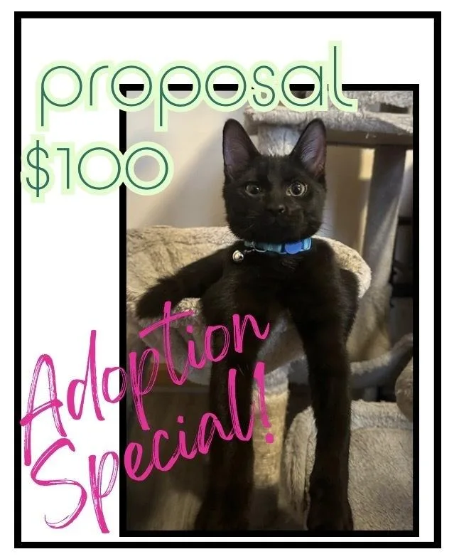 Proposal thumbnail 4