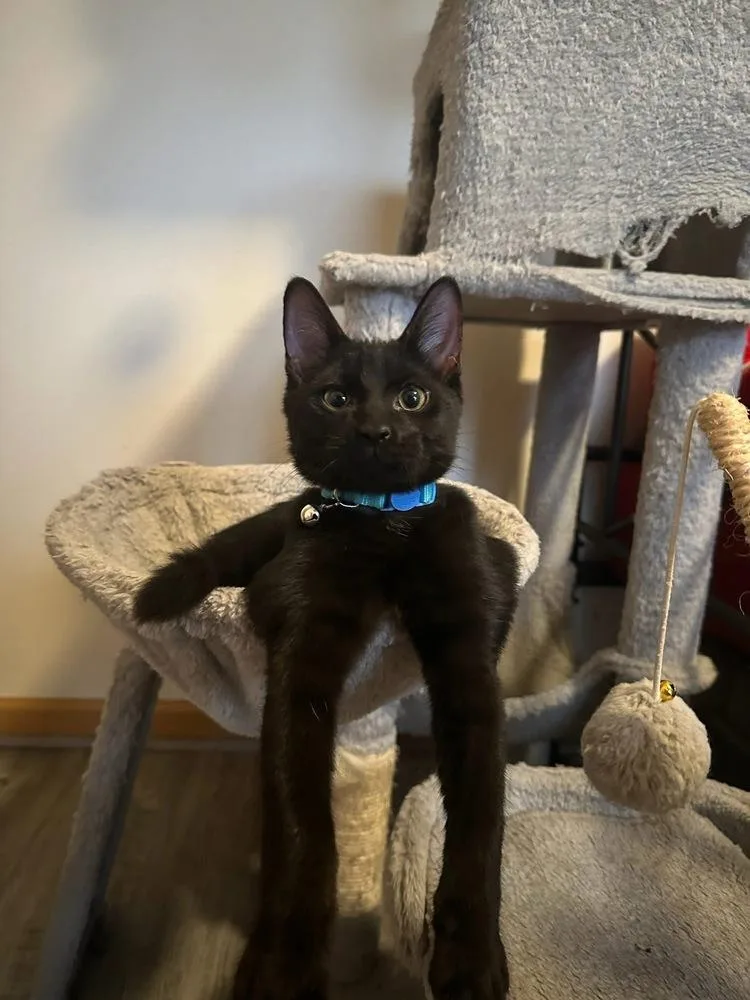 Proposal thumbnail 5