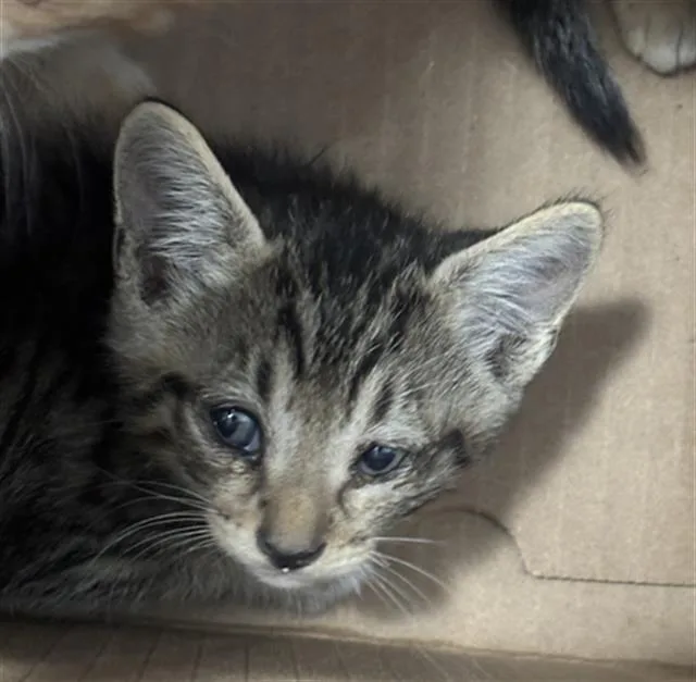 A baby medium-sized male Domestic Short Hair cat named Buddy for adoption in Dallas, TX