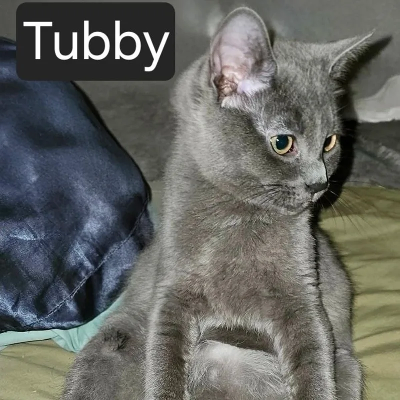 A young medium-sized female Gray / Blue / Silver Domestic Short Hair cat named Tubby for adoption in SNOW HILL, NC