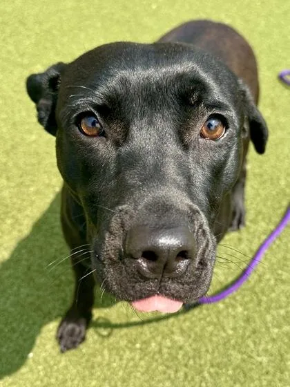 An adult large-sized female Black Mixed Breed dog named Aliza for adoption in Wichita, KS