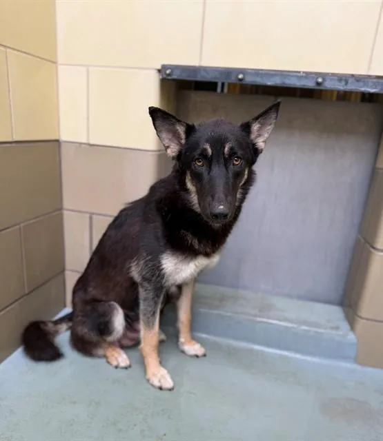 A young medium-sized female German Shepherd Dog dog named Connie for adoption in Riverside, CA