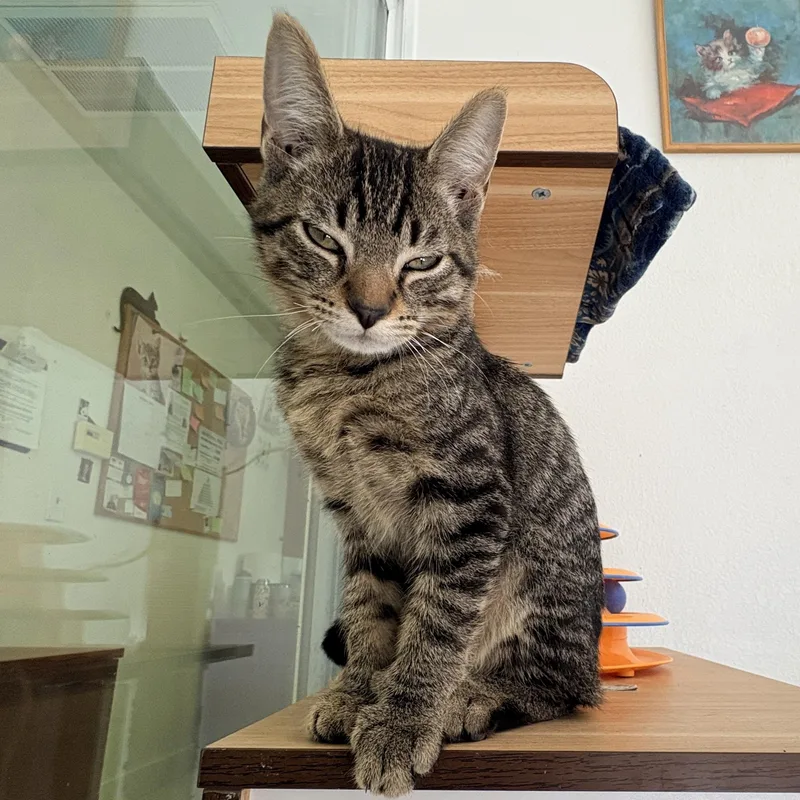 A young medium-sized male Domestic Short Hair cat named Ringo for adoption in Quincy, CA