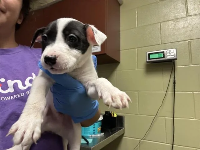 A baby small-sized male Pit Bull Terrier dog named Charmin for adoption in Chapel Hill, NC