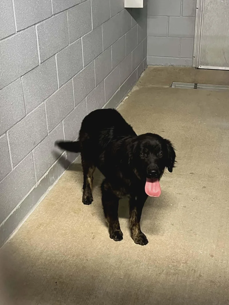 A baby medium-sized male Black Australian Shepherd dog named Spencer for adoption in Monticello, IN
