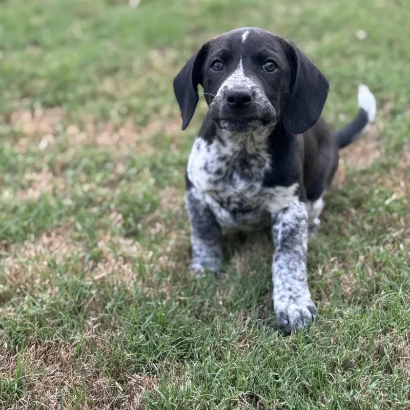 A baby medium-sized male Black German Shorthaired Pointer dog named Boomer for adoption in Cordova, TN