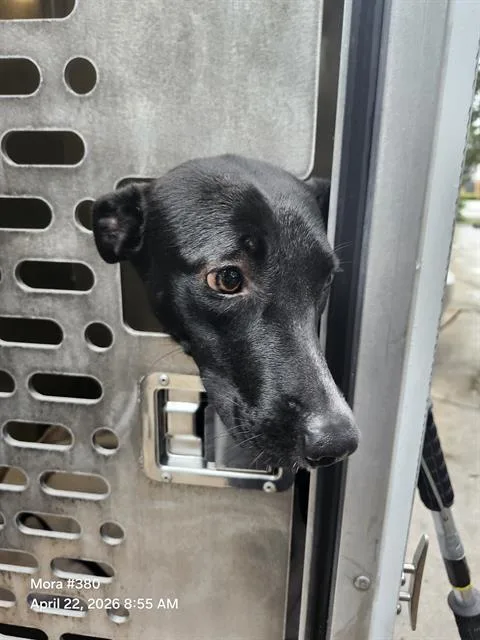 A young medium-sized female Terrier dog named Robinson for adoption in San Antonio, TX