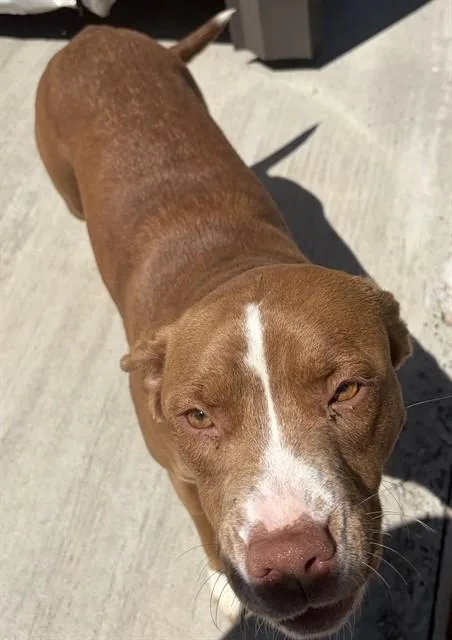 A young large-sized female Pit Bull Terrier dog named Coco for adoption in Chester, SC