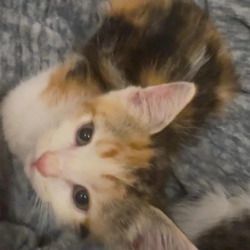 A baby small-sized female White Domestic Long Hair cat named Ari for adoption in Santa Fe, TX
