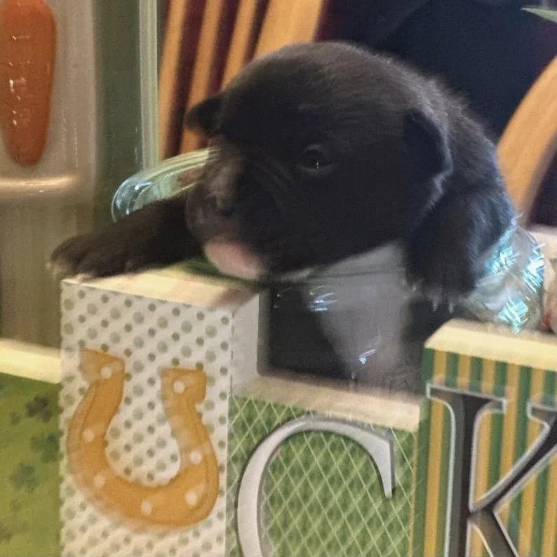 A baby small-sized female Black Rat Terrier dog named Ginger C for adoption in Oklahoma City, OK