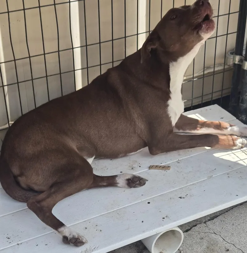 A young large-sized female Mixed Breed dog named Violet for adoption in Greencastle, IN