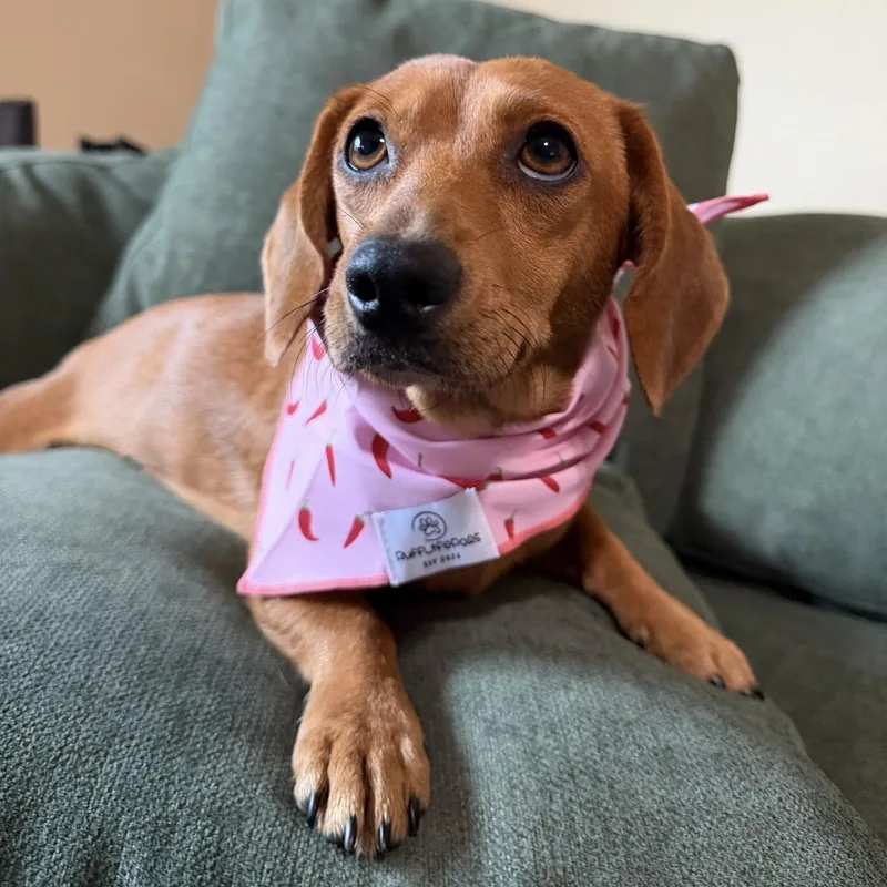 A young small-sized female Golden Dachshund dog named Bridget for adoption in Pflugerville, TX