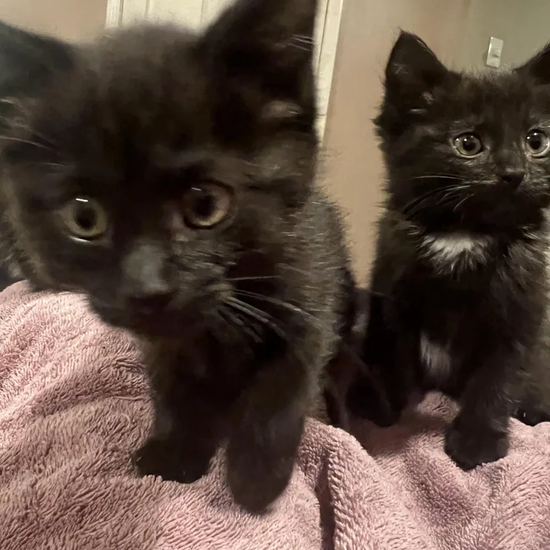 A baby medium-sized female Black American Shorthair cat named Ainsley for adoption in South Euclid, OH