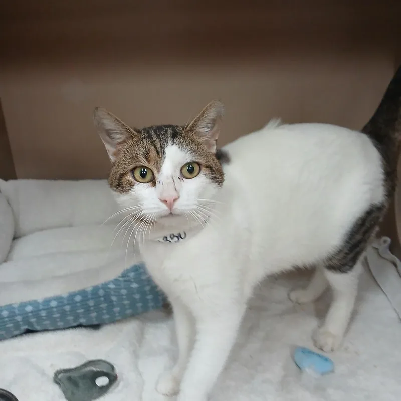 An adult large-sized male White Domestic Short Hair cat named Tuck for adoption in Birmingham, AL