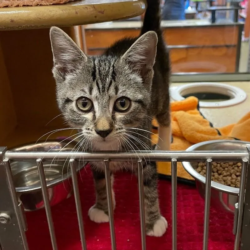 A baby medium-sized female Domestic Short Hair cat named Venus for adoption in Roanoke, VA