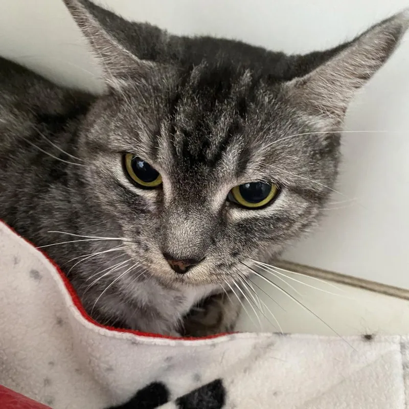 A senior medium-sized female Gray / Blue / Silver Domestic Short Hair cat named Natasha for adoption in Sarasota, FL