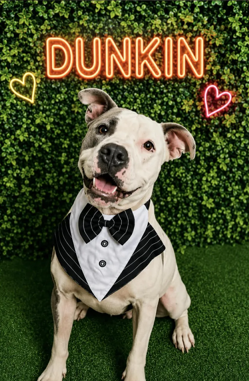 Dunkin thumbnail 4