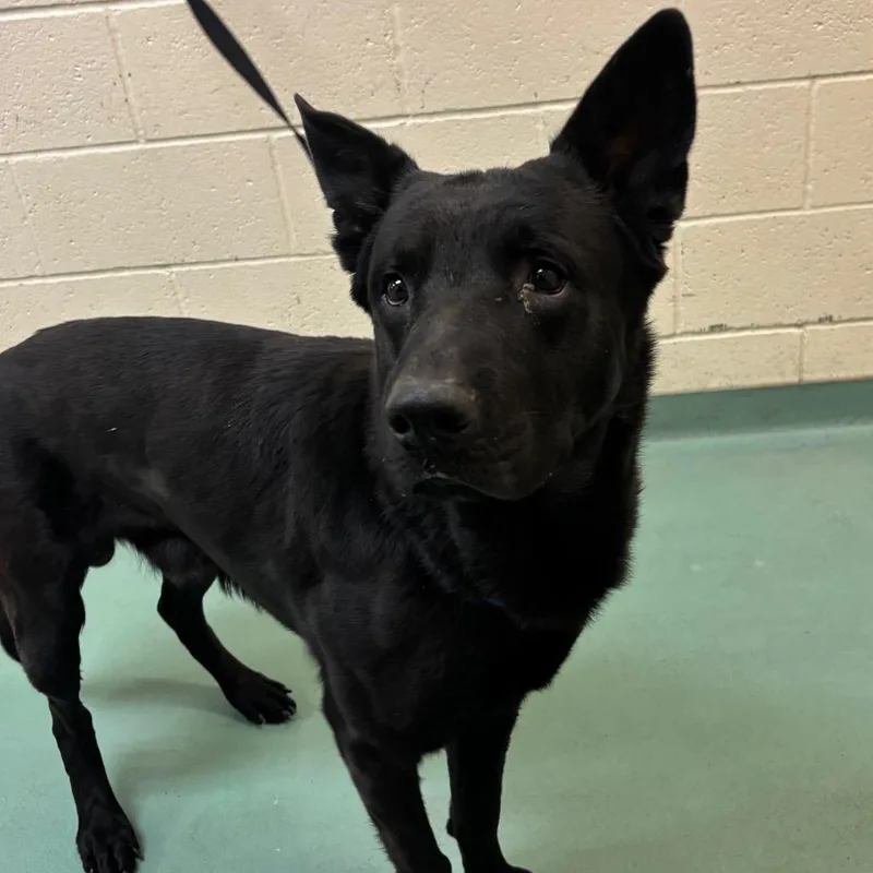 An adult large-sized male Black Mixed Breed dog named Bufort for adoption in Memphis, TN