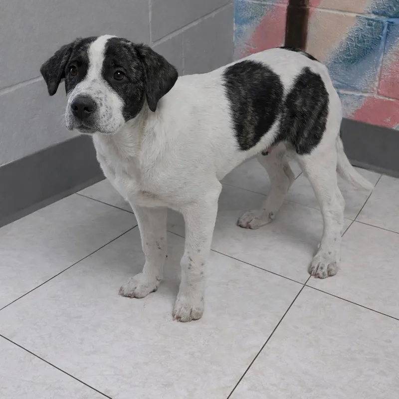 A young medium-sized male White / Cream Mixed Breed dog named Banjo for adoption in Lufkin, TX