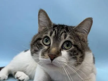 An adult small-sized male Domestic Short Hair cat named Leo for adoption in Woodbury, MN