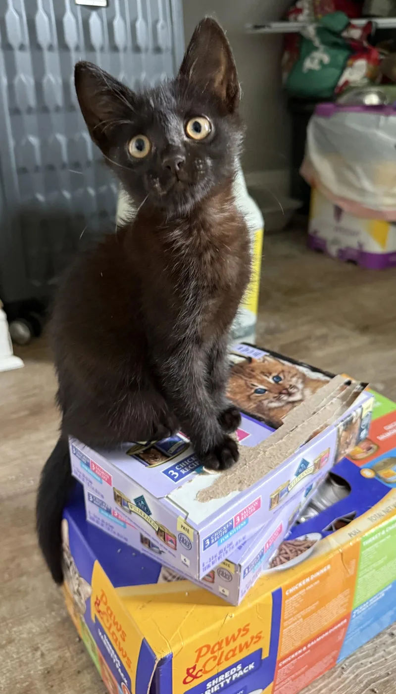 A young medium-sized female Black Domestic Short Hair cat named June Cash for adoption in Royal Palm Beach, FL