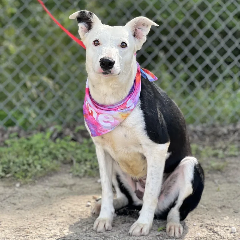 An adult medium-sized female White / Cream Border Collie dog named Ellie for adoption in Madisonville, TX