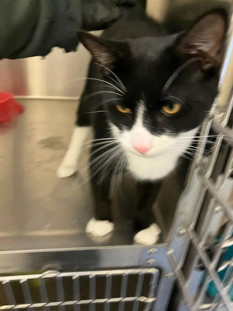 A young medium-sized male Tuxedo cat named Bo for adoption in Brockton, MA
