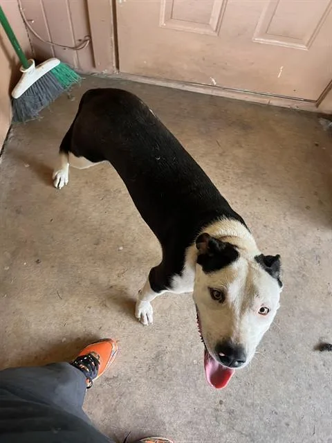 A young large-sized male American Staffordshire Terrier dog named Nico for adoption in San Antonio, TX