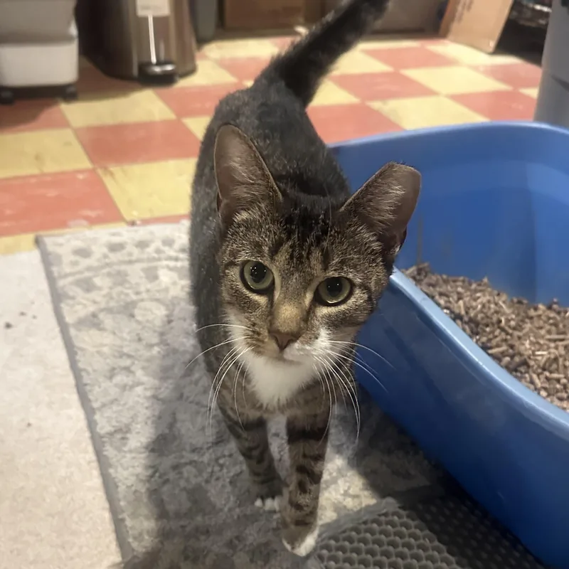 A young medium-sized female Tabby (Brown / Chocolate) Domestic Short Hair cat named Sakina for adoption in Lemoyne, PA