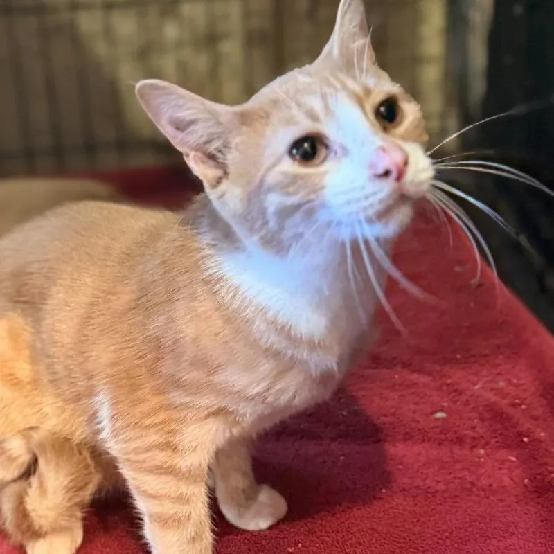 A young small-sized female Domestic Short Hair cat named Astrid for adoption in Park Falls, WI