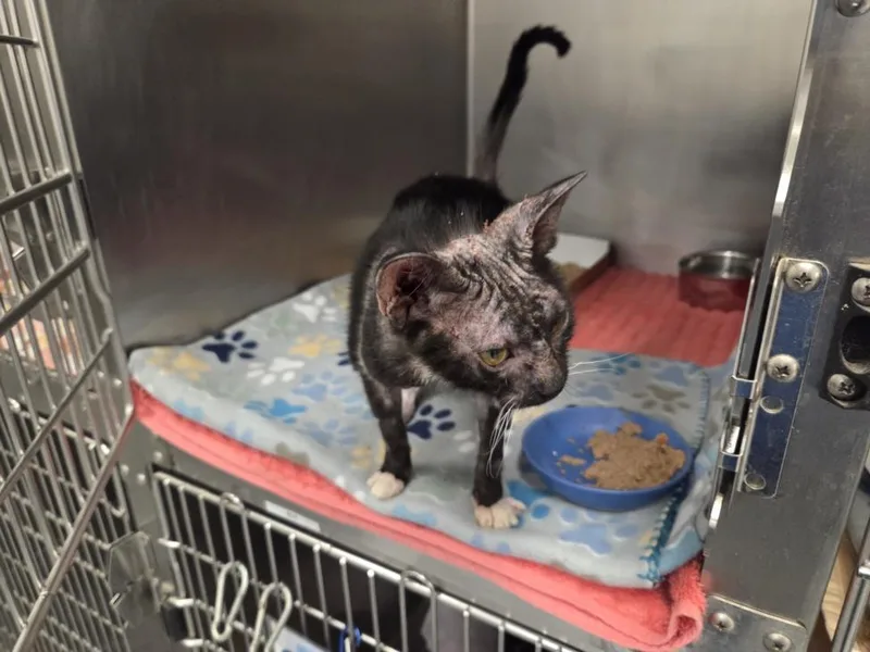 A young medium-sized female Domestic Short Hair cat named Sphinx for adoption in Tulsa, OK