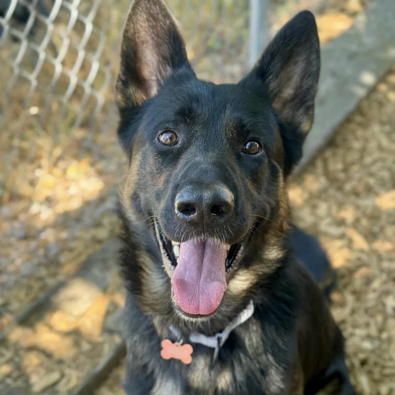 An adult large-sized male Black German Shepherd Dog dog named Champ for adoption in Tacoma, WA