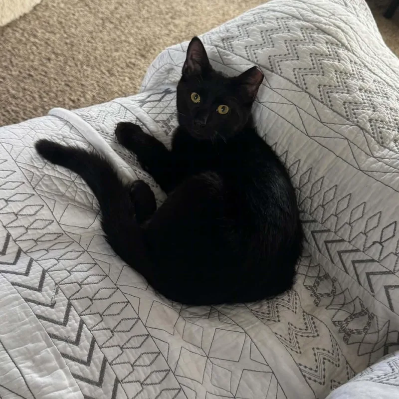 A baby medium-sized male Black Domestic Short Hair cat named Dos FFC for adoption in Omaha, NE