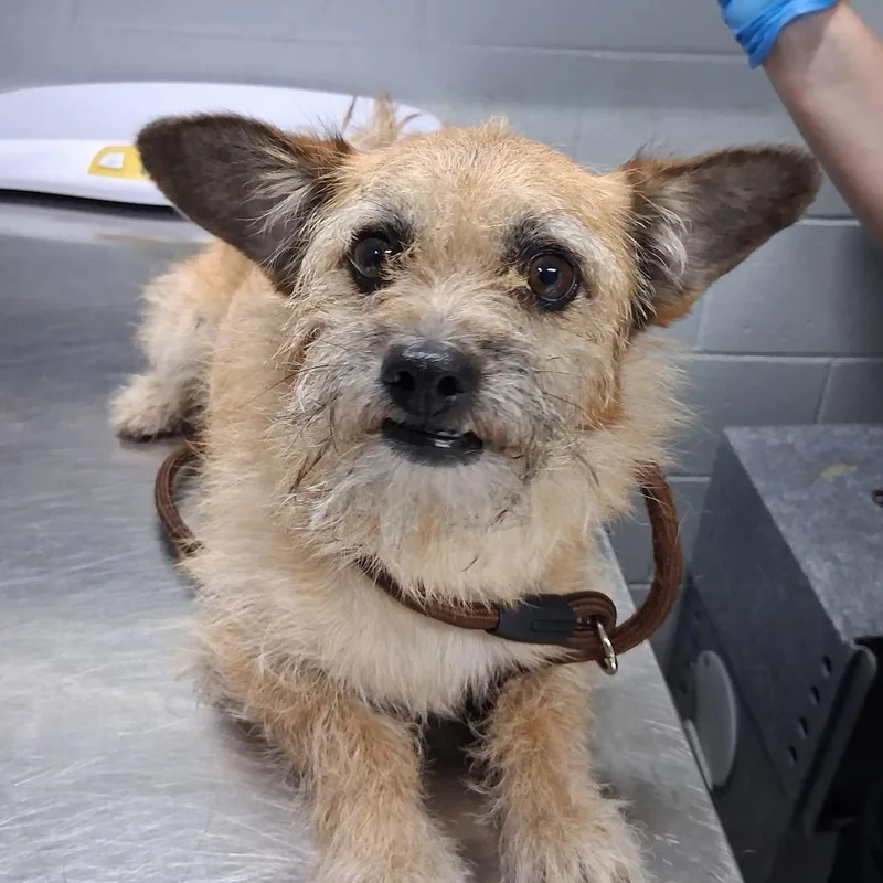 An adult small-sized male Yellow / Tan / Blond / Fawn Mixed Breed dog named Bruno for adoption in Summerville, SC