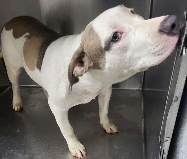 A young medium-sized female Pit Bull Terrier dog named Ic for adoption in Lawrenceville, GA
