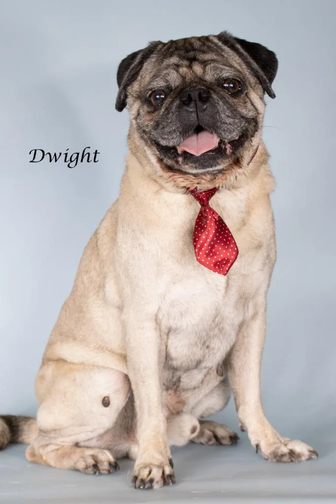 Dwight thumbnail 2