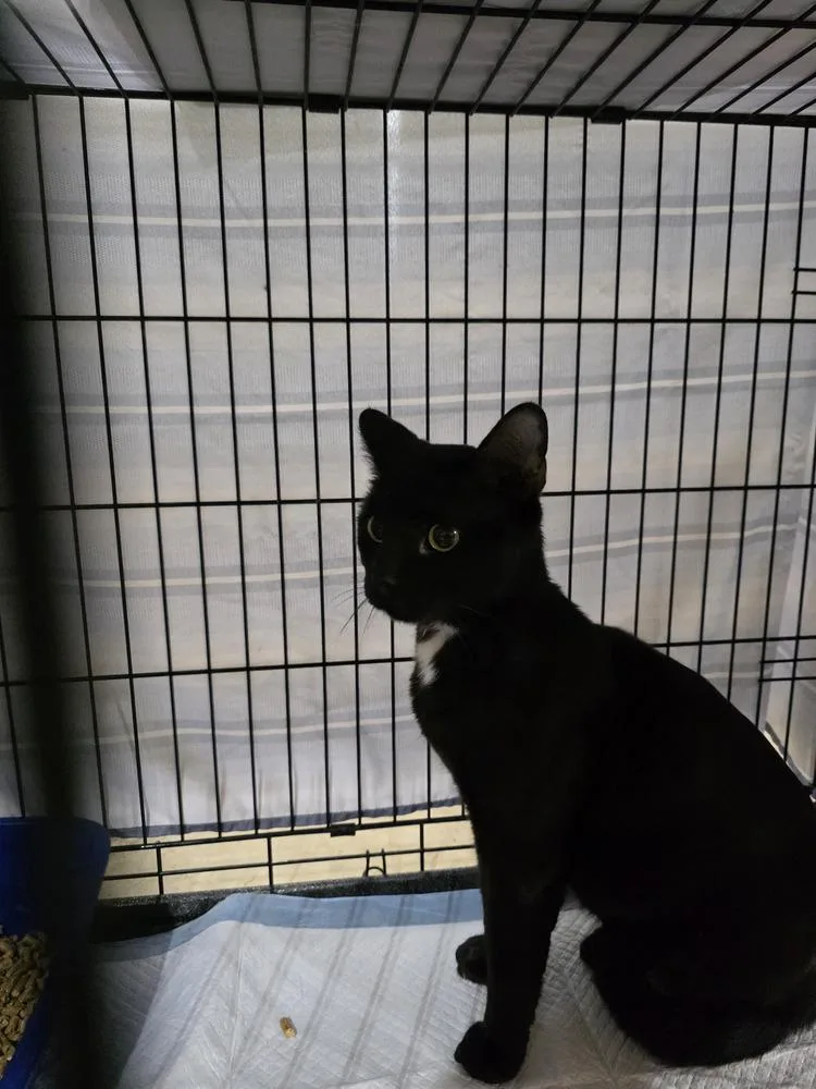 An adult medium-sized male Black Domestic Short Hair cat named Scary for adoption in Metamora, IL