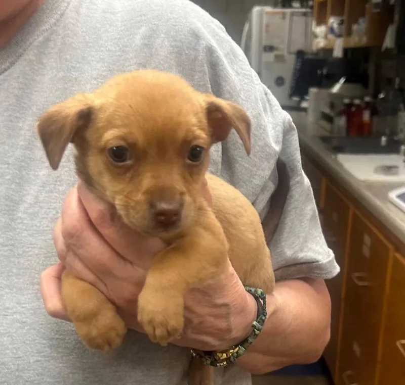 A baby medium-sized male Mixed Breed dog named Rocky for adoption in Toms River, NJ