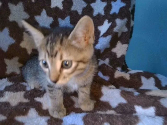 Estrella