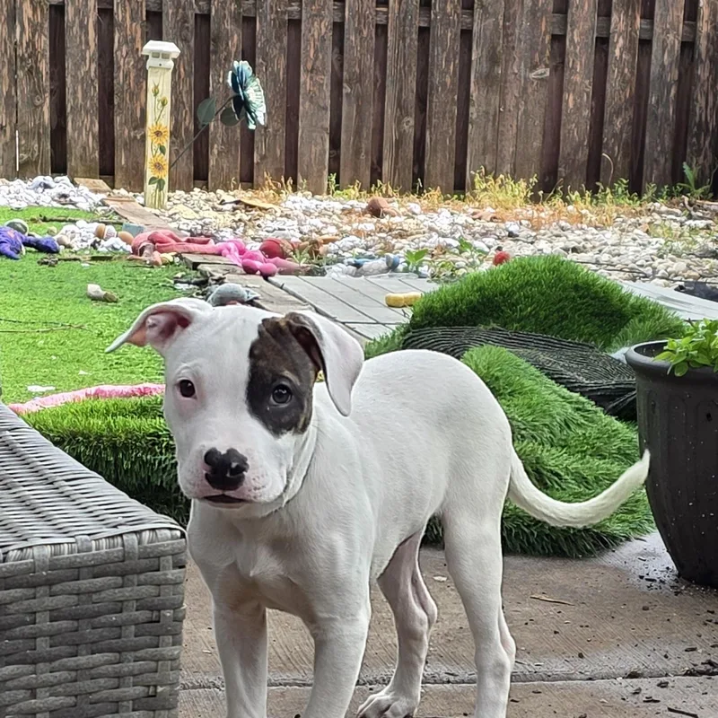 A baby medium-sized male White / Cream Pit Bull Terrier dog named Gravy for adoption in Niles, IL