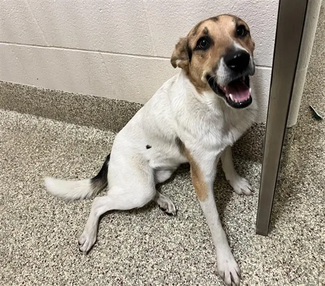 A young medium-sized male Australian Cattle Dog / Blue Heeler dog named Ferret for adoption in Colorado Springs, CO