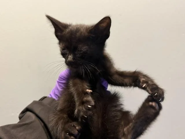 A baby small-sized female Domestic Short Hair cat named Cranberry for adoption in Miami, FL
